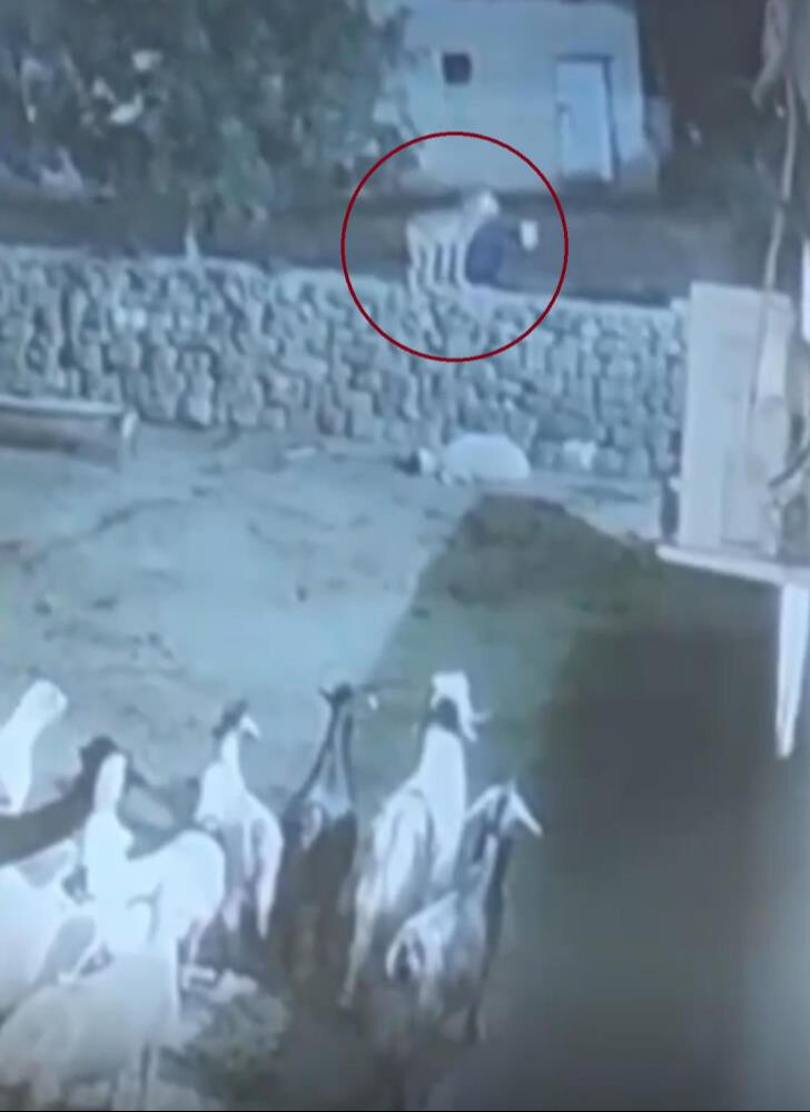 Kurdun kaptığı koyun ölü taklidi yaparak kurtuldu! O anlar kamerada Kurdun kaptığı koyun ölü taklidi yaparak kurtuldu! O anlar kamerada - 1. Resim