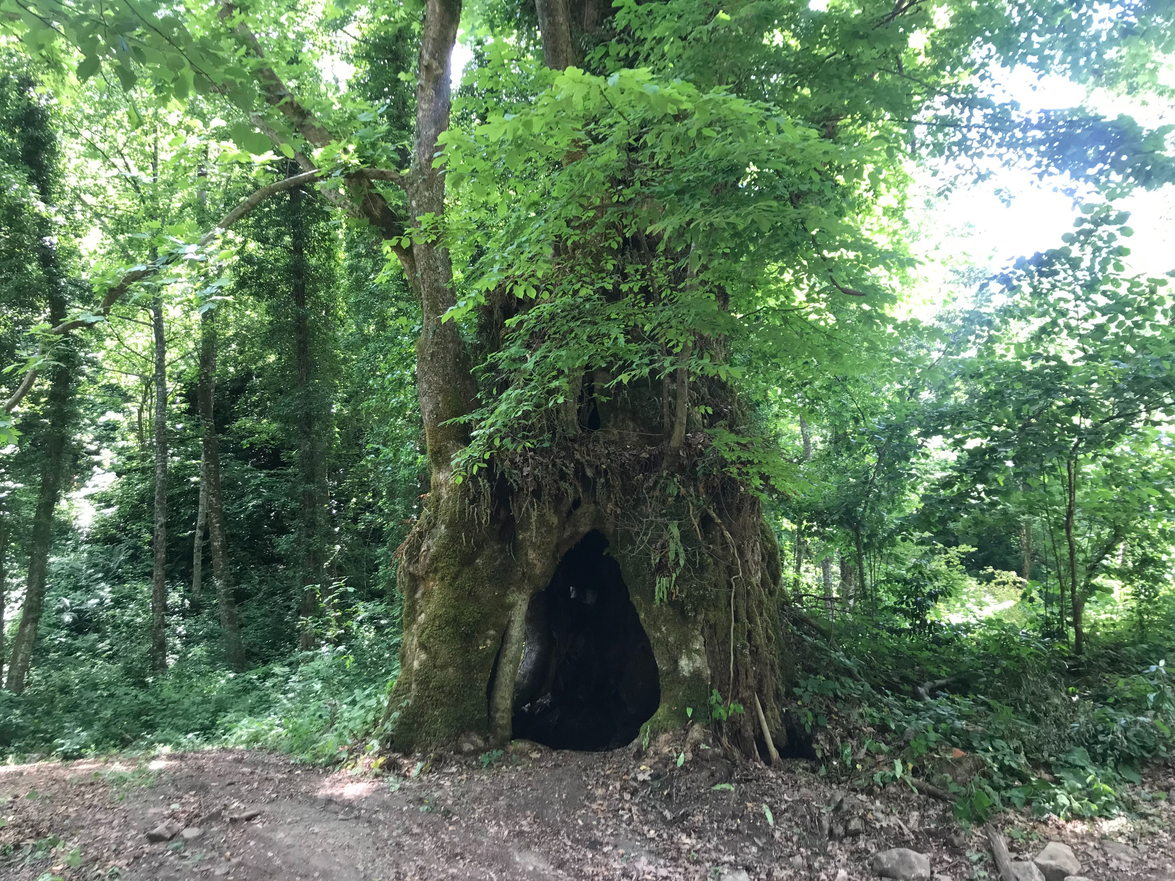 Tesadüfen bulundu, bir ili heyecan sardı! Türkiye'nin en görkemlisi olabilir - 2. Resim