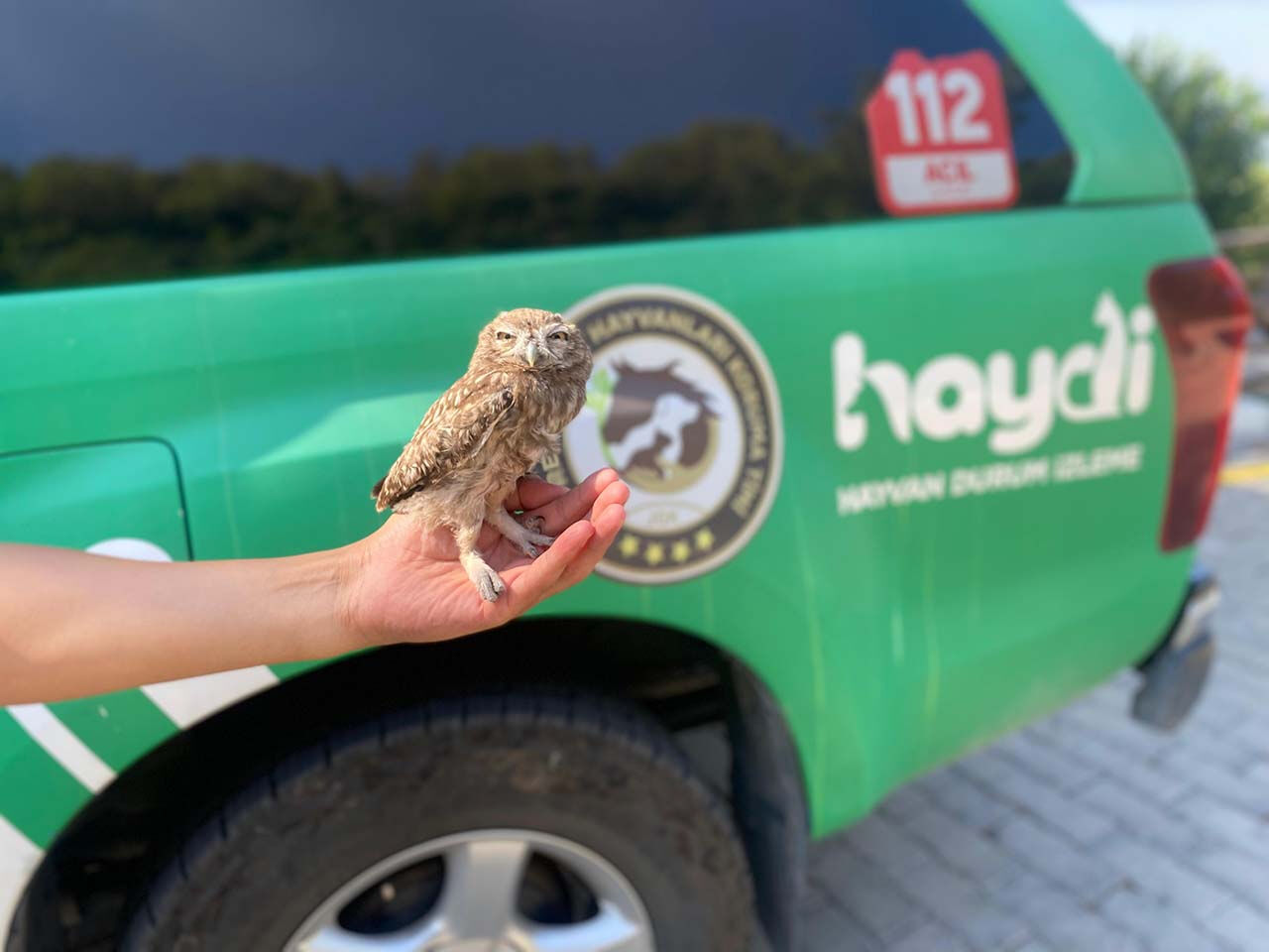 Yavru değil, türünün en küçüğü! Kukumav kuşu jandarmaya emanet edildi - 2. Resim