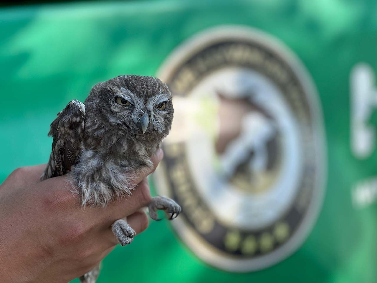 Yavru değil, türünün en küçüğü! Kukumav kuşu jandarmaya emanet edildi - 3. Resim