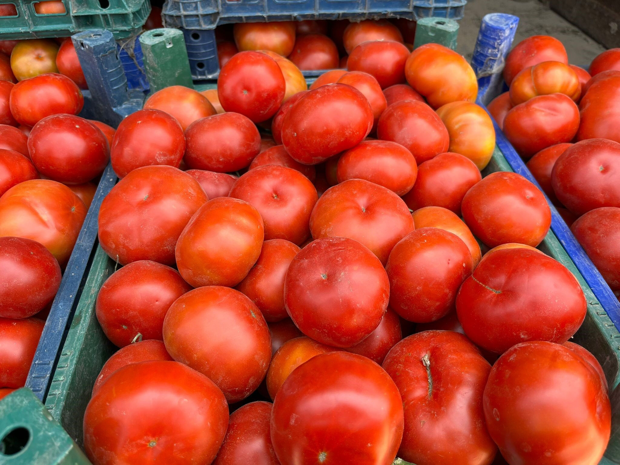 Yerli domates çıktı! İşte kilogram fiyatı - 2. Resim