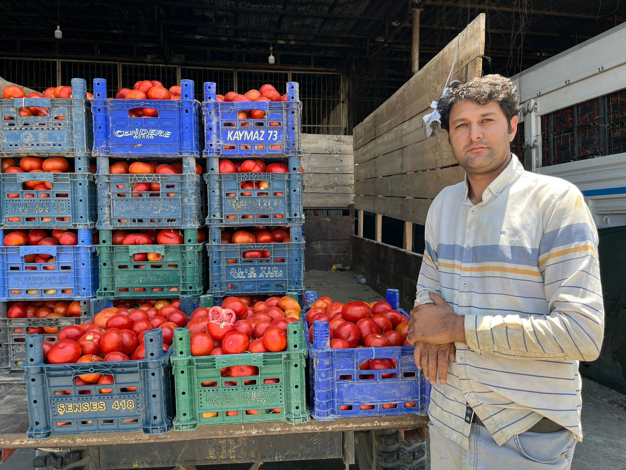 Yerli domates çıktı! İşte kilogram fiyatı - 1. Resim
