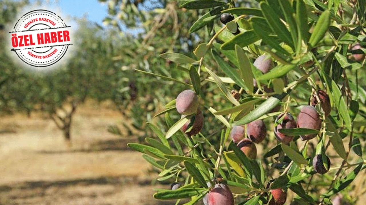 Zeytin ağaçlarının taşınması mecburi olacak! Maden kanunu Meclis komisyonundan geçti Zeytin ağaçlarının taşınması mecburi olacak! Maden kanunu Meclis komisyonundan geçti