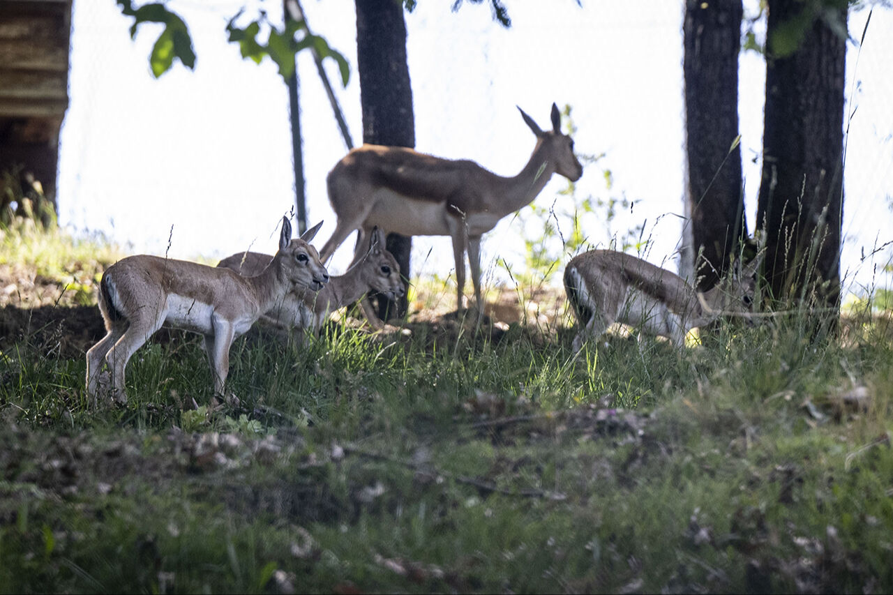 Kuğudan sonra yeni sürpriz! Başkentten doğan ceylan yavruları ziyaretçilerin içini ısıtıyor - 3. Resim