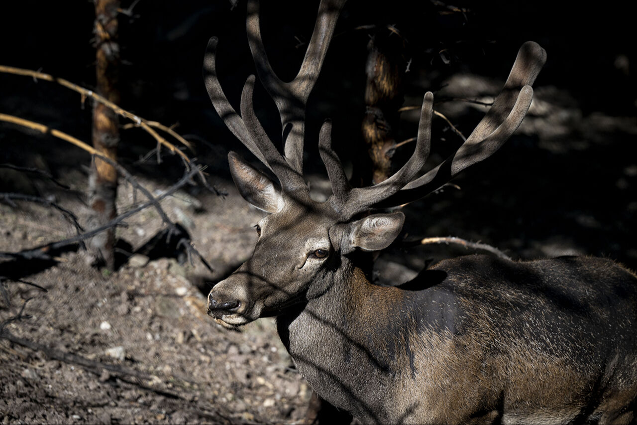 Kuğudan sonra yeni sürpriz! Başkentten doğan ceylan yavruları ziyaretçilerin içini ısıtıyor - 7. Resim