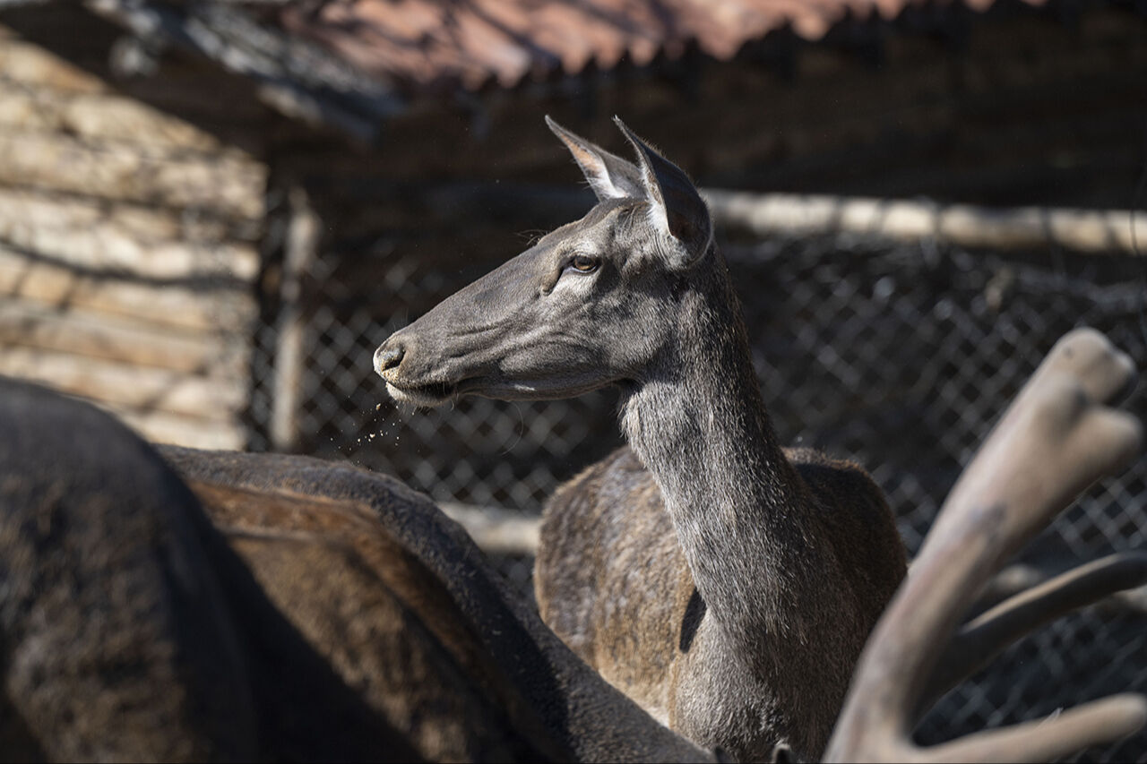 Kuğudan sonra yeni sürpriz! Başkentten doğan ceylan yavruları ziyaretçilerin içini ısıtıyor - 8. Resim