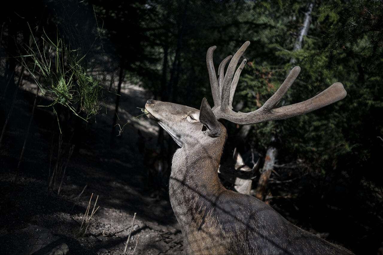 Kuğudan sonra yeni sürpriz! Başkentten doğan ceylan yavruları ziyaretçilerin içini ısıtıyor - 6. Resim