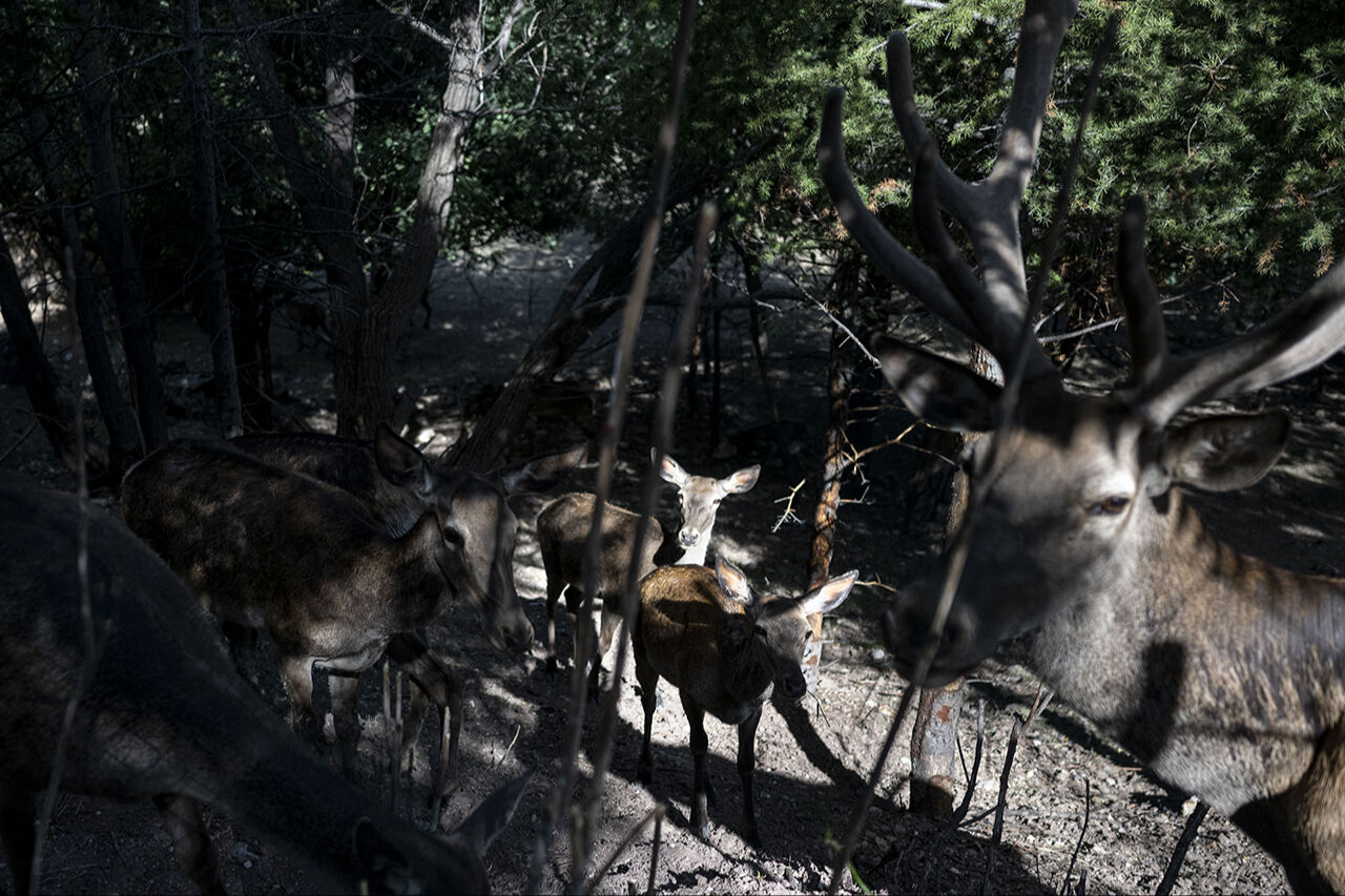 Kuğudan sonra yeni sürpriz! Başkentten doğan ceylan yavruları ziyaretçilerin içini ısıtıyor - 11. Resim