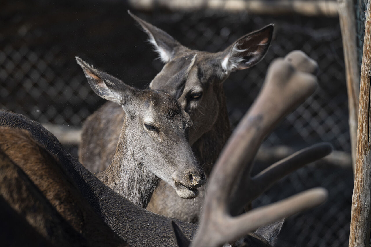 Kuğudan sonra yeni sürpriz! Başkentten doğan ceylan yavruları ziyaretçilerin içini ısıtıyor - 5. Resim
