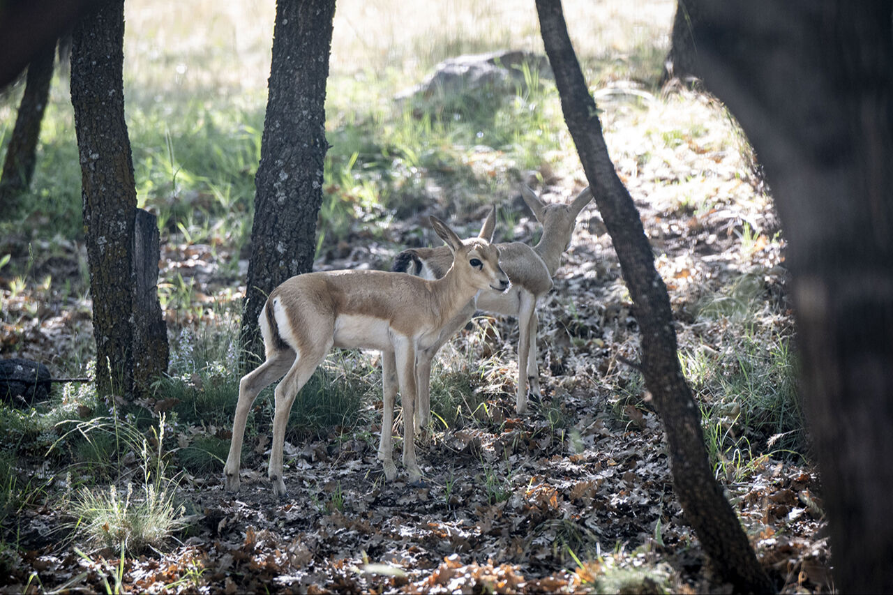 Kuğudan sonra yeni sürpriz! Başkentten doğan ceylan yavruları ziyaretçilerin içini ısıtıyor - 2. Resim