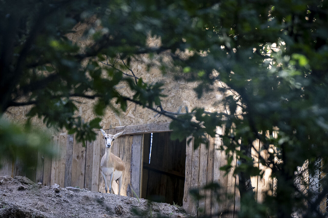 Kuğudan sonra yeni sürpriz! Başkentten doğan ceylan yavruları ziyaretçilerin içini ısıtıyor - 4. Resim