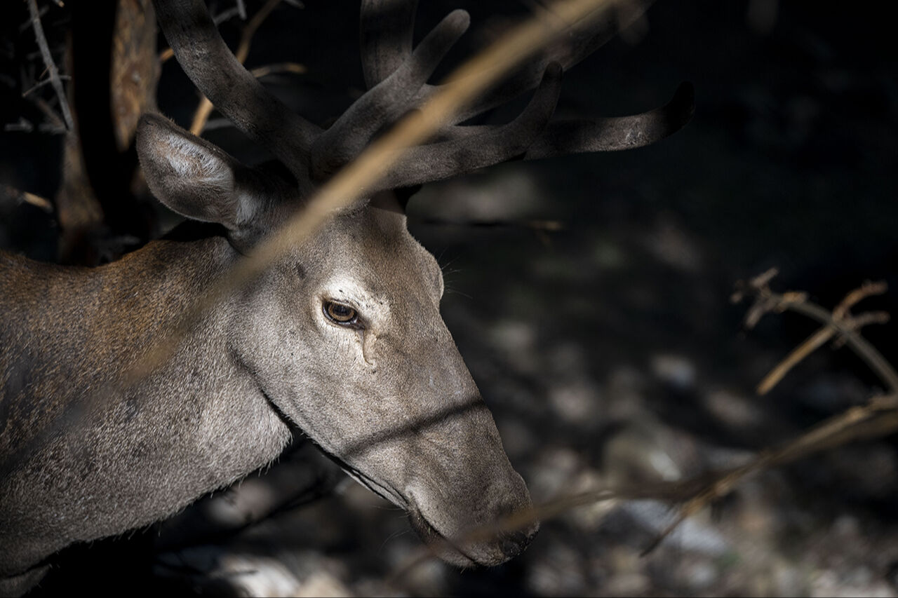 Kuğudan sonra yeni sürpriz! Başkentten doğan ceylan yavruları ziyaretçilerin içini ısıtıyor - 9. Resim