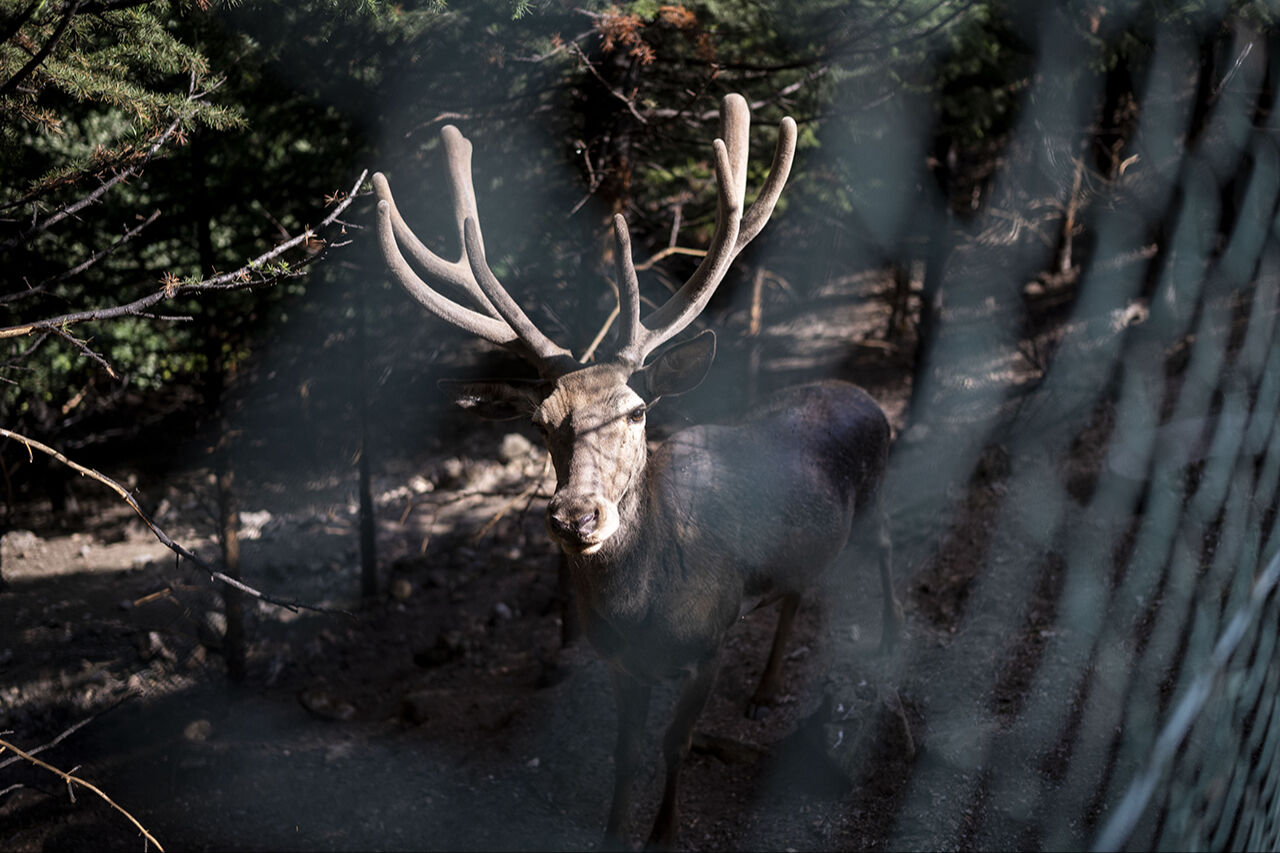 Kuğudan sonra yeni sürpriz! Başkentten doğan ceylan yavruları ziyaretçilerin içini ısıtıyor - 10. Resim