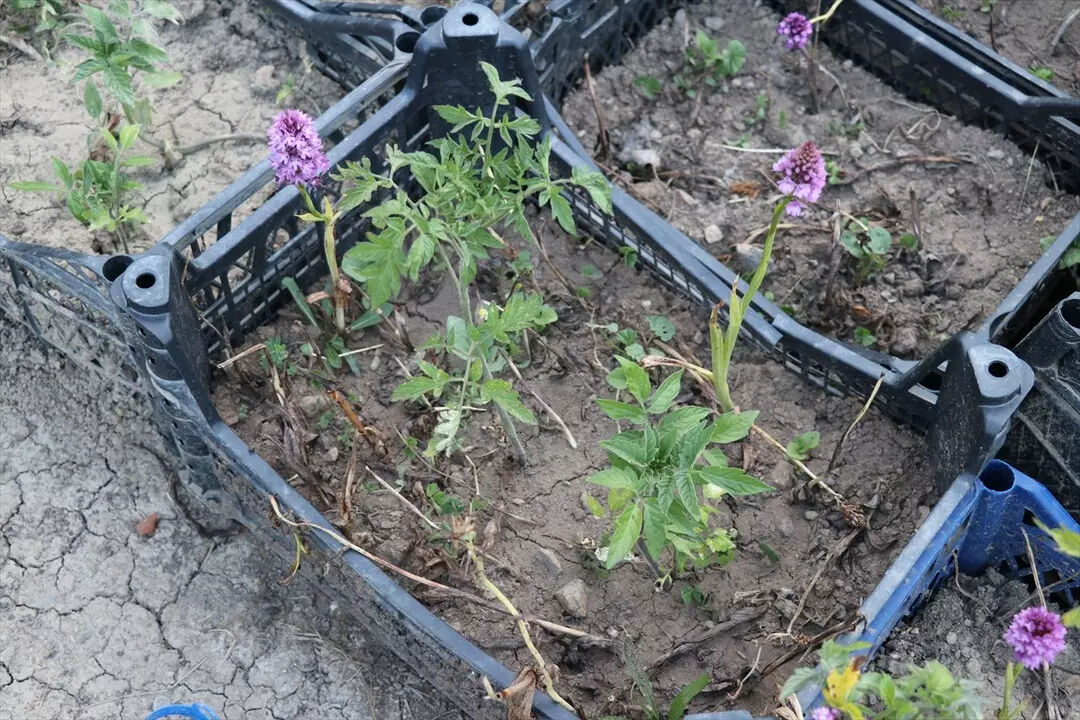 Özel izin alıp üretiliyor: 2 yıl önce merak edip başladılar, şimdi paraya para demiyorlar! "Herkese tavsiye ederiz" Özel izin alıp üretiliyor: 2 yıl önce merak edip başladılar, şimdi paraya para demiyorlar! "Herkese tavsiye ederiz" - 2. Resim