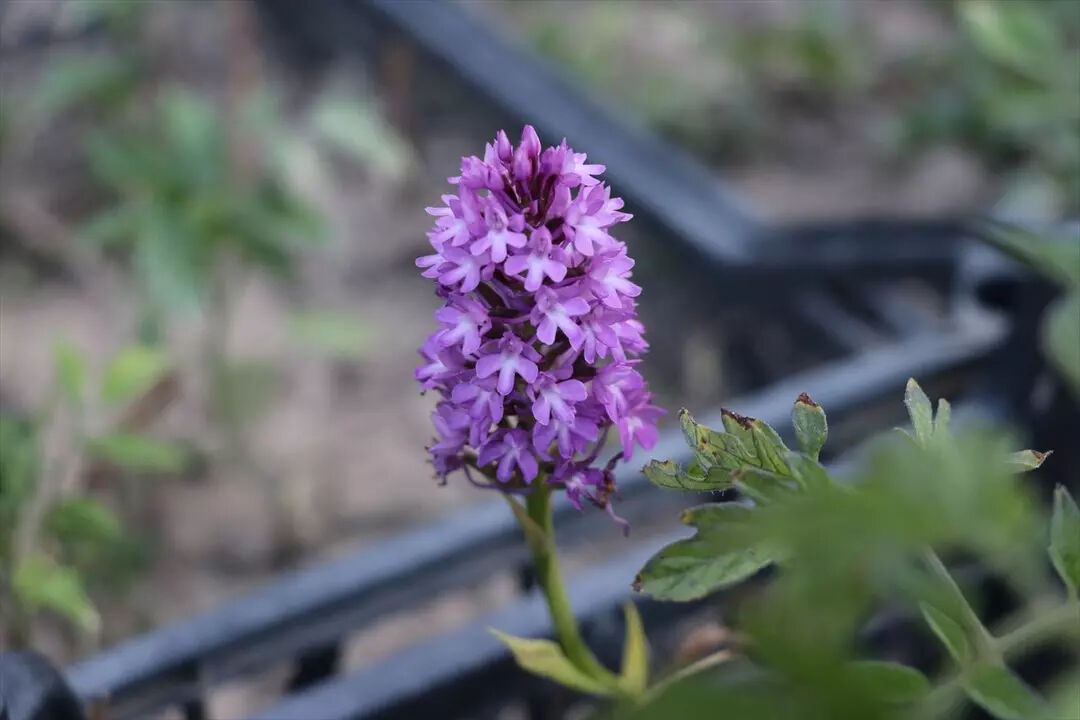 Özel izin alıp üretiliyor: 2 yıl önce merak edip başladılar, şimdi paraya para demiyorlar! "Herkese tavsiye ederiz" Özel izin alıp üretiliyor: 2 yıl önce merak edip başladılar, şimdi paraya para demiyorlar! "Herkese tavsiye ederiz" - 3. Resim
