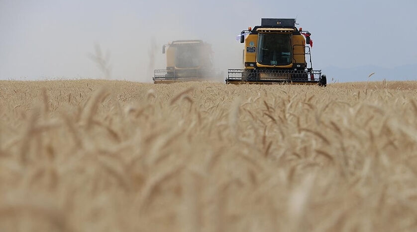 Karadeniz'de kuraklık etkisi... Sıcaklar tarımı vurdu, bu üründe fiyatlar uçtu! Sıcaklıklar tarımı vurdu! Karadeniz'de kuraklık etkisi, bu üründe fiyatlar uçtu - 1. Resim