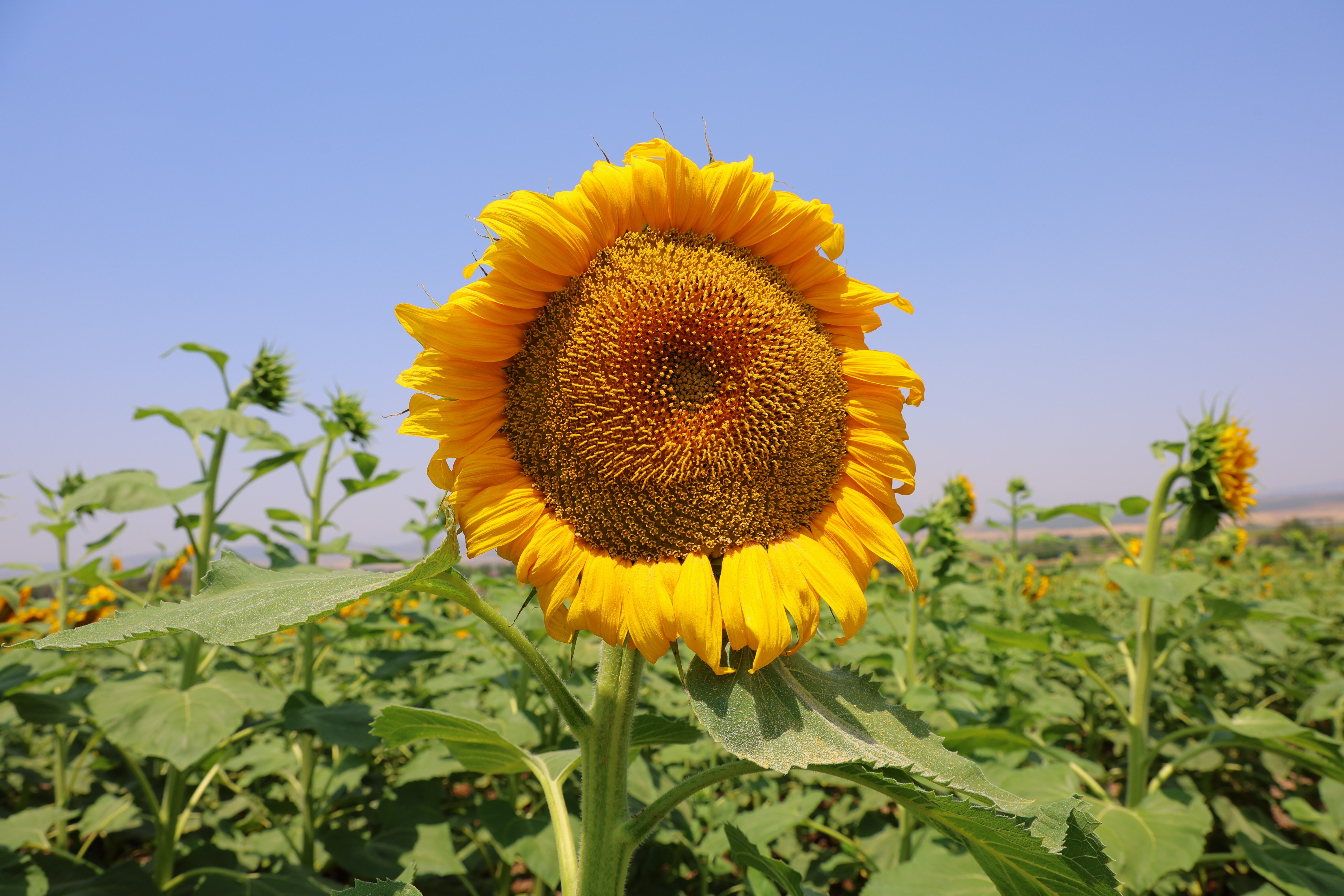 Üretim başladı, cepler doluyor! Sosyal medya meraklılarının uğrak yeri Üretim başladı, cepler doluyor! Sosyal medya meraklılarının uğrak yeri - 1. Resim
