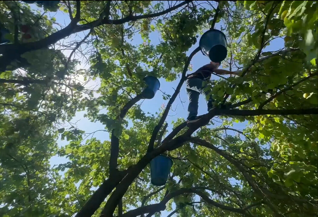 Zirai don burayı vurmadı! 200 kilo veren ağaç, 350 kilo verdi... Avrupa, Rusya, Gürcistan, Azerbaycan bizden alıyor Zirai don burayı vurmadı! 200 kilo veren ağaç, 350 kilo verdi... Avrupa, Rusya, Gürcistan, Azerbaycan bizden alıyor - 1. Resim
