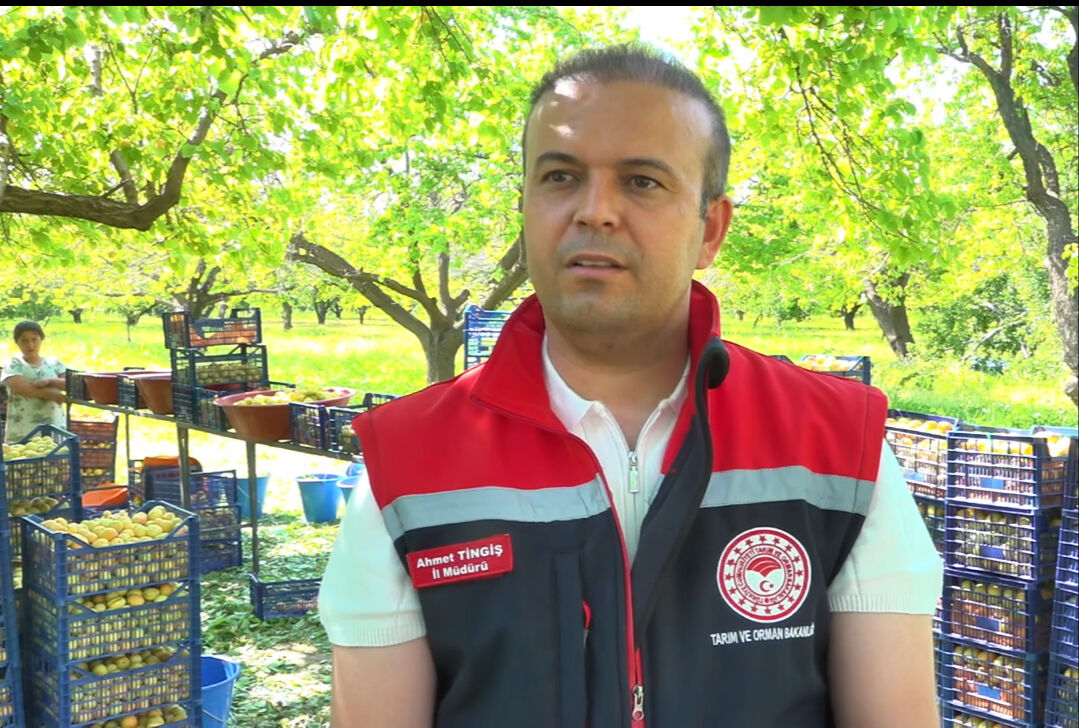 Zirai don burayı vurmadı! 200 kilo veren ağaç, 350 kilo verdi... Avrupa, Rusya, Gürcistan, Azerbaycan bizden alıyor Zirai don burayı vurmadı! 200 kilo veren ağaç, 350 kilo verdi... Avrupa, Rusya, Gürcistan, Azerbaycan bizden alıyor - 3. Resim