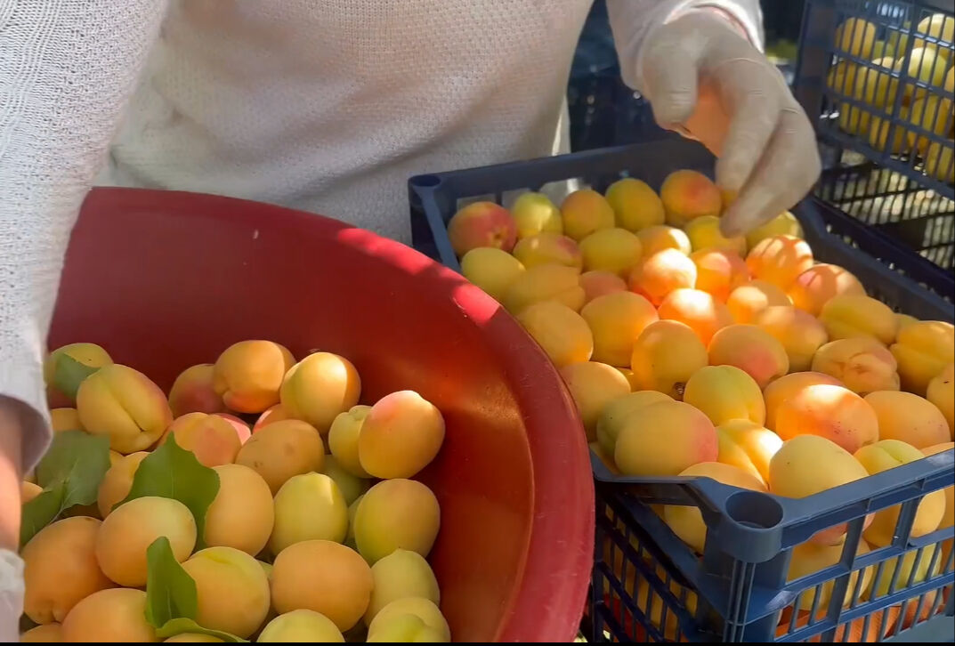 Zirai don burayı vurmadı! 200 kilo veren ağaç, 350 kilo verdi... Avrupa, Rusya, Gürcistan, Azerbaycan bizden alıyor Zirai don burayı vurmadı! 200 kilo veren ağaç, 350 kilo verdi... Avrupa, Rusya, Gürcistan, Azerbaycan bizden alıyor - 2. Resim