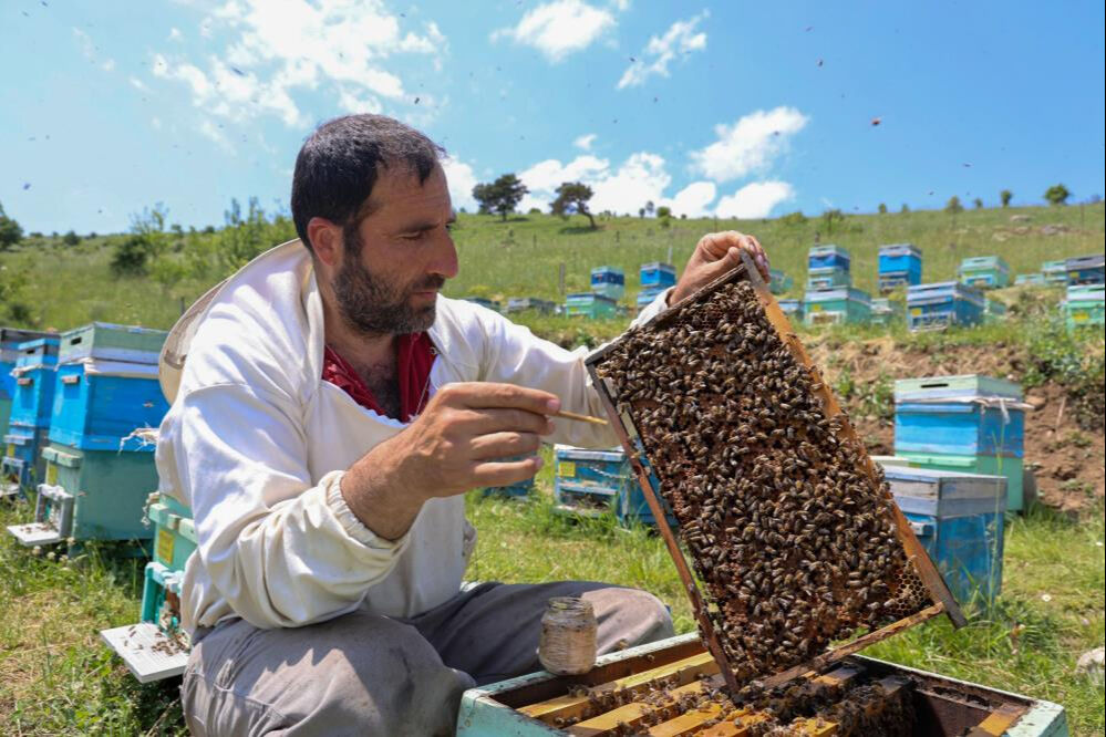 Beş yıl öncesine kadar üretimi yoktu! Bu işi yapanın cüzdanı dolu... Kilosu 45 bin lira Beş yıl öncesine kadar üretimi yoktu! Bu işi yapanın cüzdanı dolu... Kilosu 45 bin lira - 1. Resim