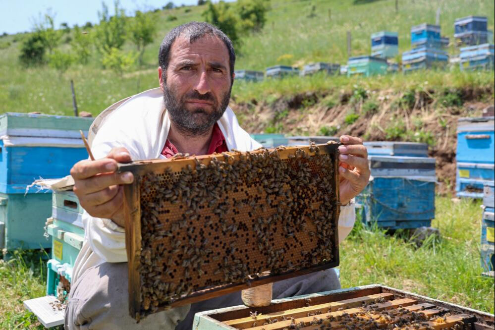 Beş yıl öncesine kadar üretimi yoktu! Bu işi yapanın cüzdanı dolu... Kilosu 45 bin lira Beş yıl öncesine kadar üretimi yoktu! Bu işi yapanın cüzdanı dolu... Kilosu 45 bin lira - 4. Resim