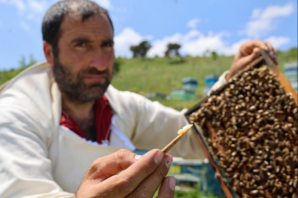 Beş yıl öncesine kadar üretimi yoktu! Bu işi yapanın cüzdanı dolu... Kilosu 45 bin lira Beş yıl öncesine kadar üretimi yoktu! Bu işi yapanın cüzdanı dolu... Kilosu 45 bin lira - 2. Resim
