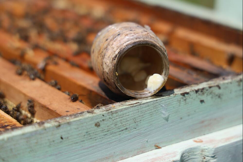 Beş yıl öncesine kadar üretimi yoktu! Bu işi yapanın cüzdanı dolu... Kilosu 45 bin lira Beş yıl öncesine kadar üretimi yoktu! Bu işi yapanın cüzdanı dolu... Kilosu 45 bin lira - 3. Resim