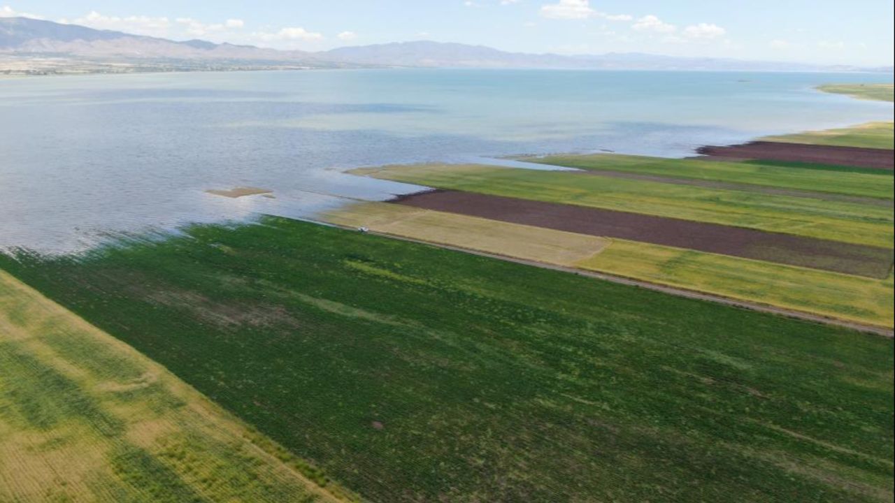 Ekinler sular altında kaldı, bu sene de olmadı! Zarar çok büyük... Ekinler sular altında kaldı, bu sene de olmadı! Zarar çok büyük...