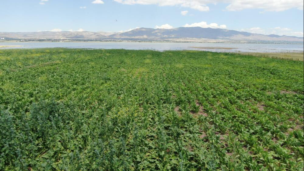 Ekinler sular altında kaldı, bu sene de olmadı! Zarar çok büyük... Ekinler sular altında kaldı, bu sene de olmadı! Zarar çok büyük... - 2. Resim