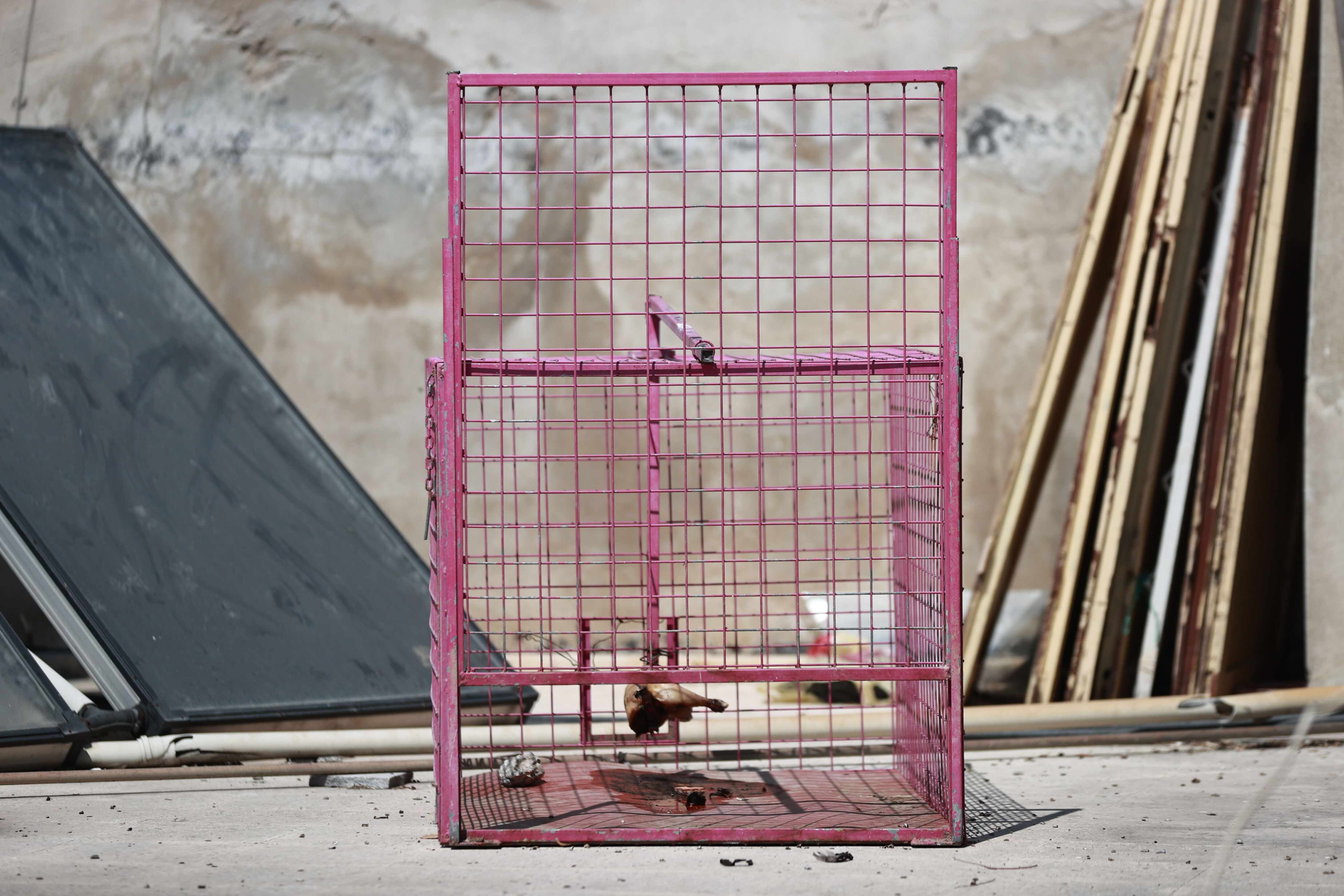 Girmediği ev kalmadı, ne bulursa çalıyor! Yakalanması için kafes kurdular - 2. Resim