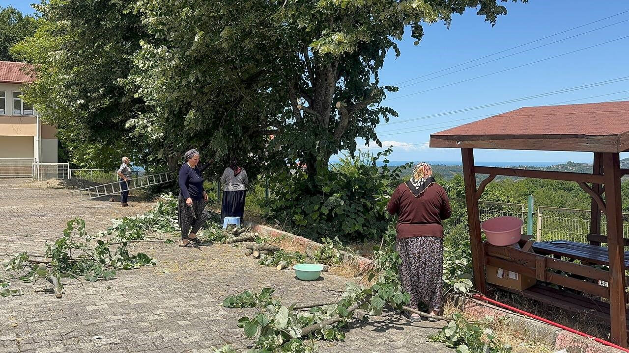 'Mis kokulu' hasat başladı! Kilosu 3 bin liradan satılıyor - 3. Resim