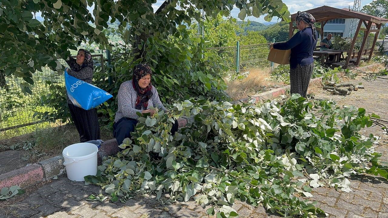 'Mis kokulu' hasat başladı! Kilosu 3 bin liradan satılıyor - 1. Resim