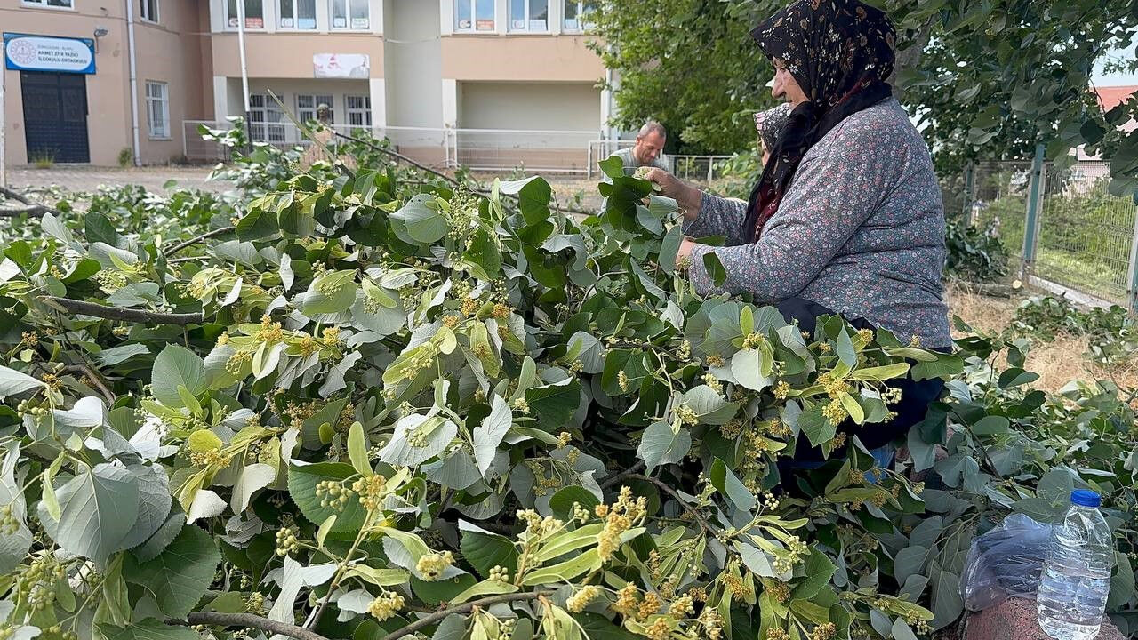 'Mis kokulu' hasat başladı! Kilosu 3 bin liradan satılıyor - 2. Resim