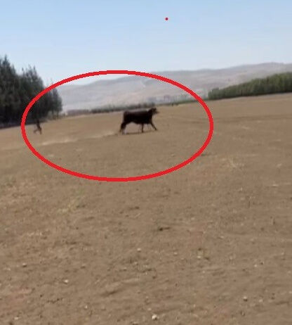 Sinirli ve vahşiler! 3'ü de sırra kadem bastı, zarar 300 bin lira Sinirli ve vahşiler! 3'ü de sırra kadem bastı, zarar 300 bin lira - 3. Resim