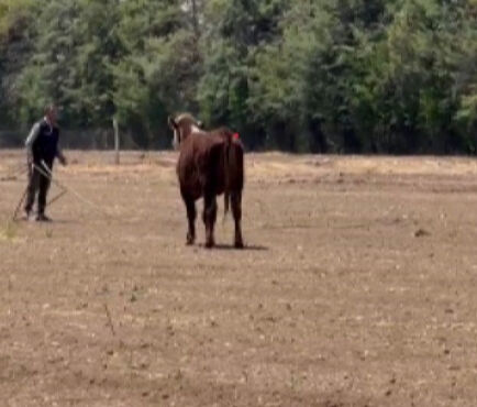 Sinirli ve vahşiler! 3'ü de sırra kadem bastı, zarar 300 bin lira Sinirli ve vahşiler! 3'ü de sırra kadem bastı, zarar 300 bin lira - 4. Resim