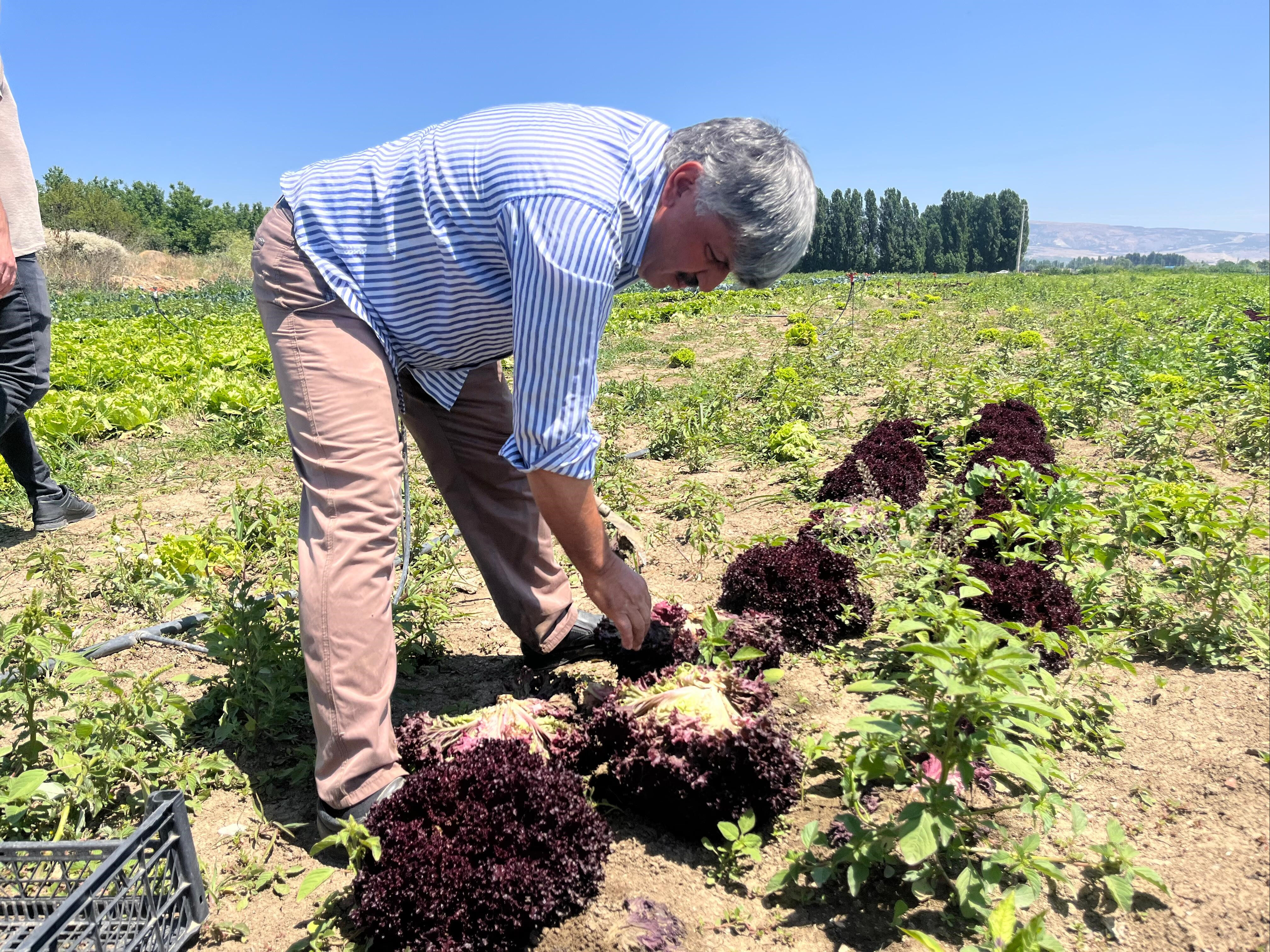 Tarlada 3 lira, markette 30 lira! "Bu üreticinin iflası demek" Tarlada 3 lira, markette 30 lira! "Bu üreticinin iflası demek" - 5. Resim