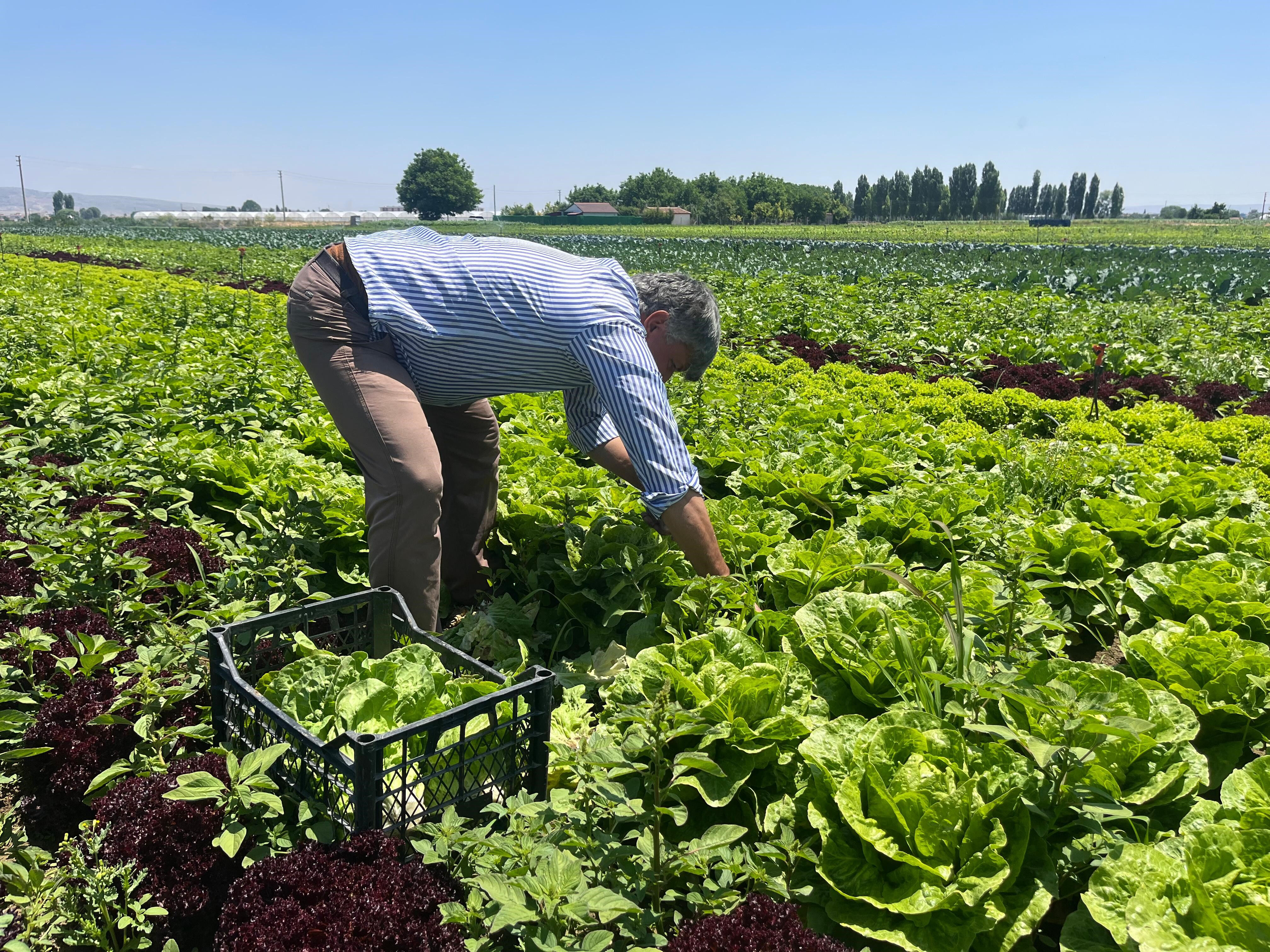 Tarlada 3 lira, markette 30 lira! "Bu üreticinin iflası demek" Tarlada 3 lira, markette 30 lira! "Bu üreticinin iflası demek" - 4. Resim