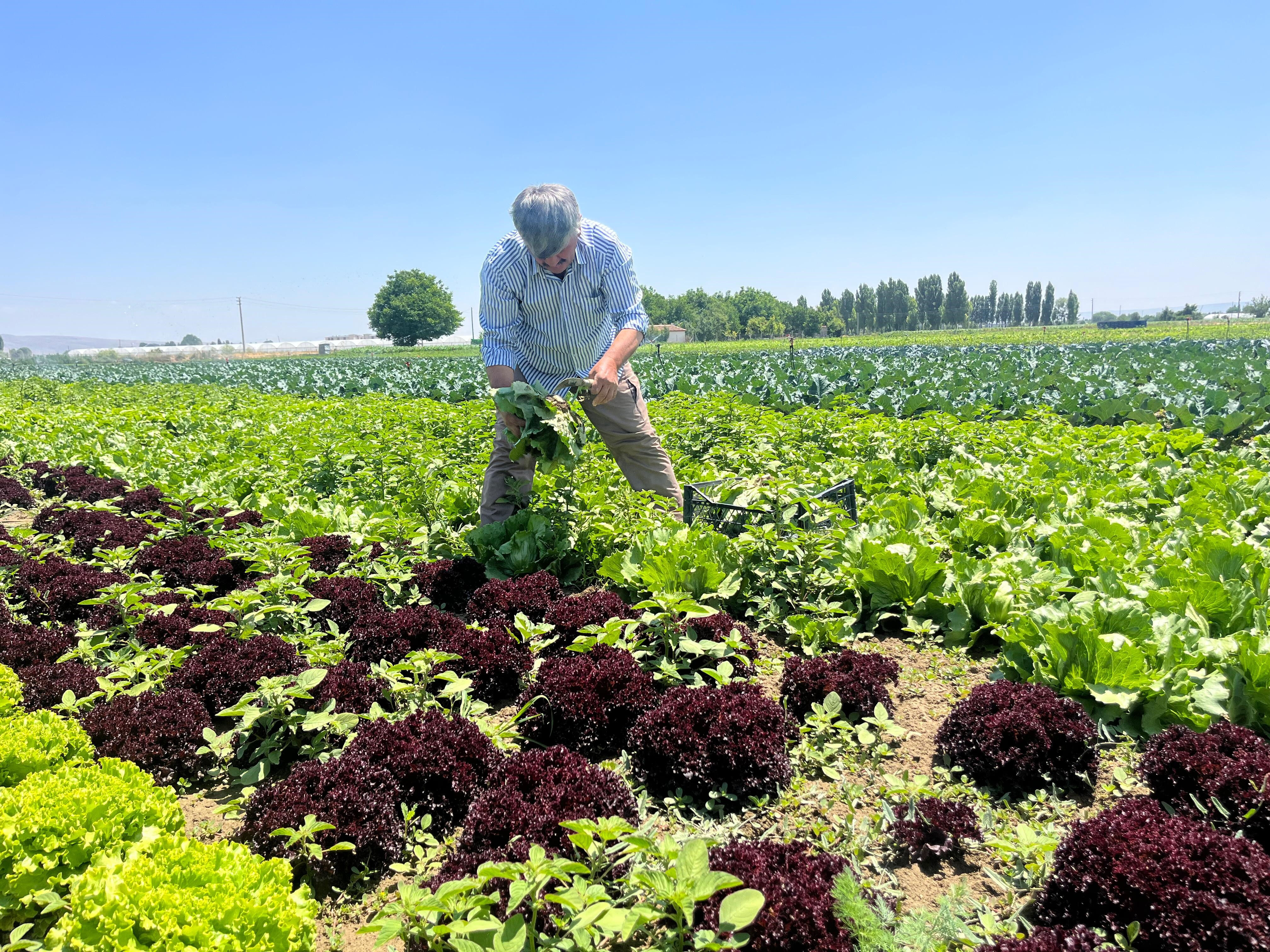 Tarlada 3 lira, markette 30 lira! "Bu üreticinin iflası demek" Tarlada 3 lira, markette 30 lira! "Bu üreticinin iflası demek" - 3. Resim
