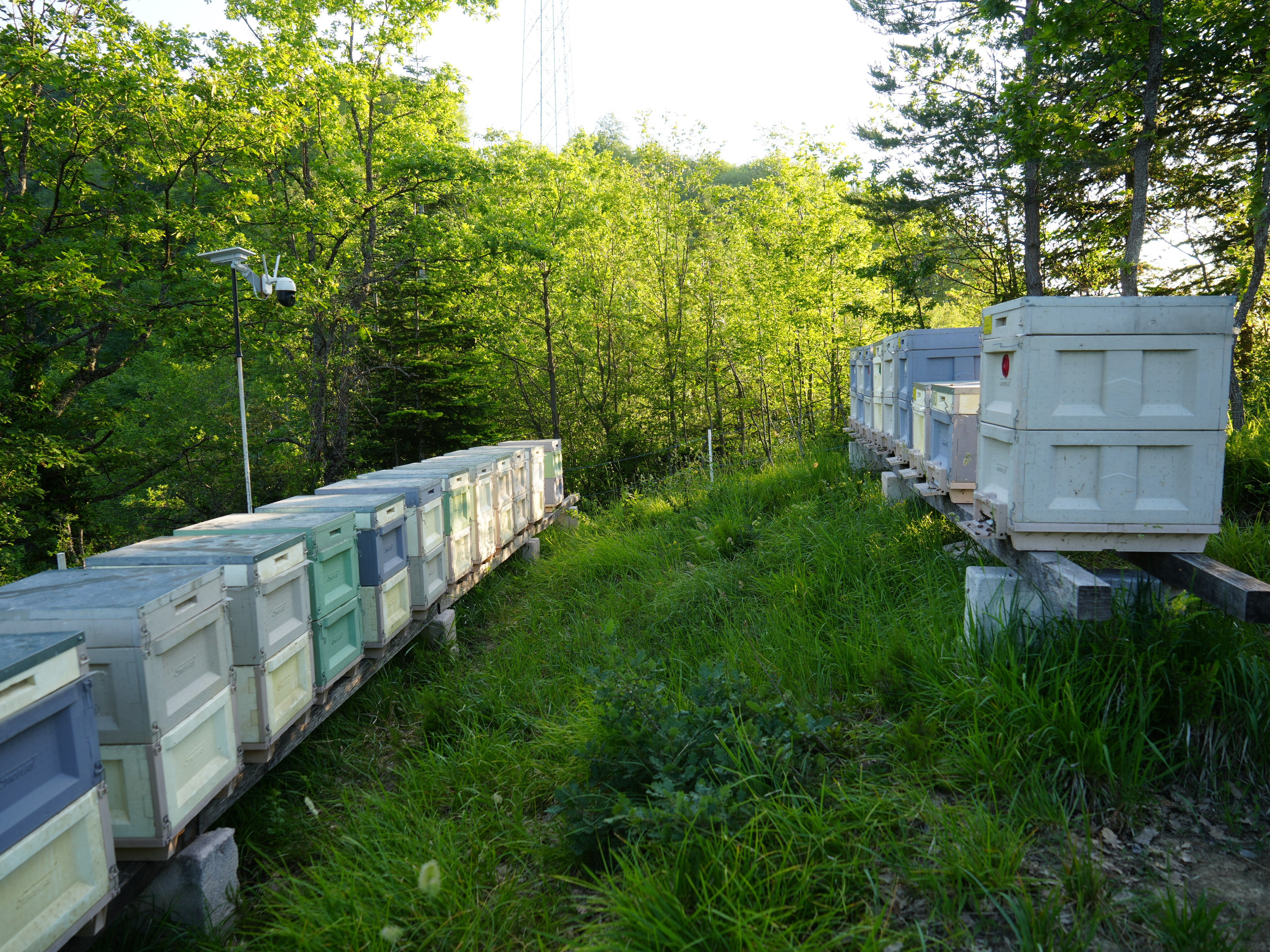 1 çay kaşığı şifa, fazlası ölüm! Bu bal çok farklı, kilosu 3 bin liraya kapış kapış satılıyor - 5. Resim