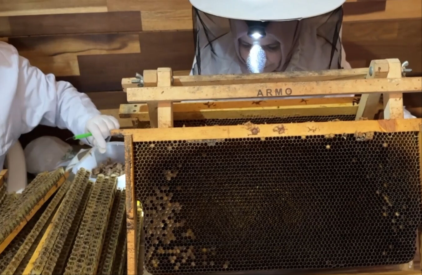 Dünyanın en kıymetli besini! 4 ortak eşleriyle birlikte üretip kilosunu 45 bin liraya satıyor - 3. Resim