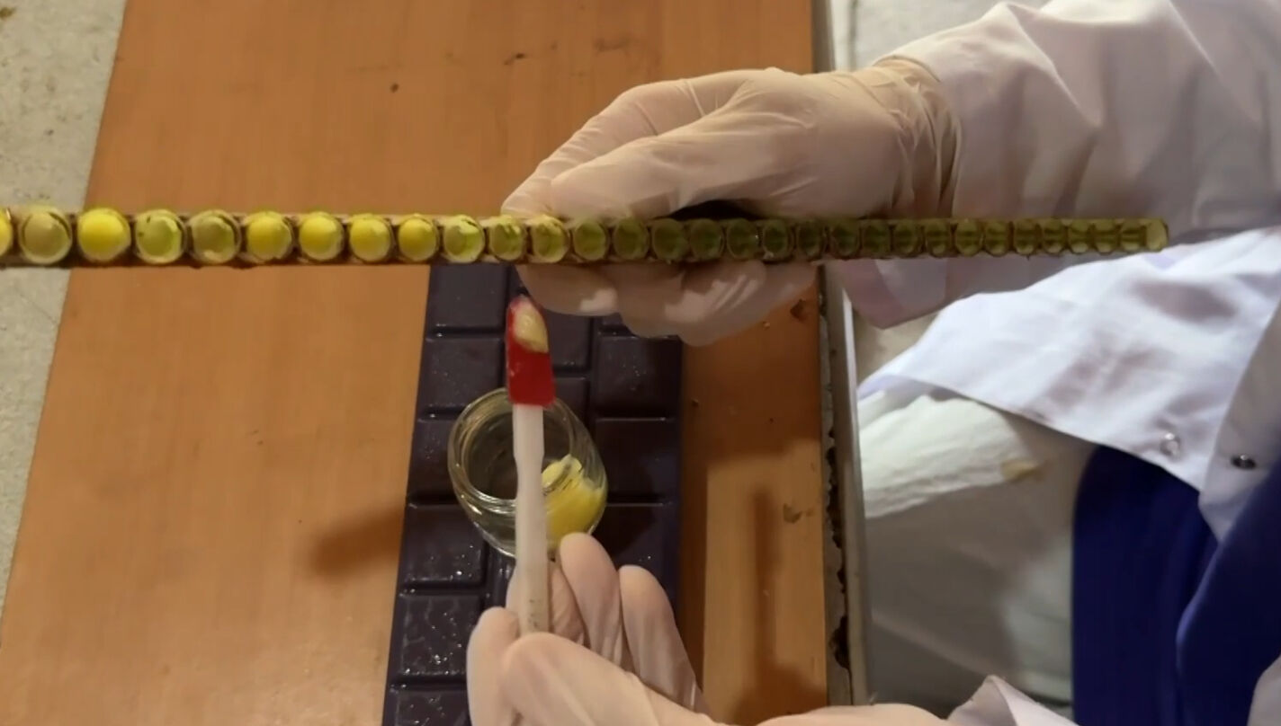 Dünyanın en kıymetli besini! 4 ortak eşleriyle birlikte üretip kilosunu 45 bin liraya satıyor - 5. Resim