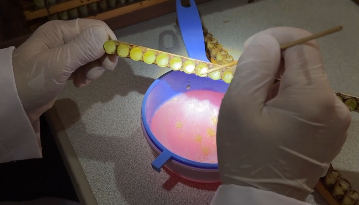 Dünyanın en kıymetli besini! 4 ortak eşleriyle birlikte üretip kilosunu 45 bin liraya satıyor - 4. Resim