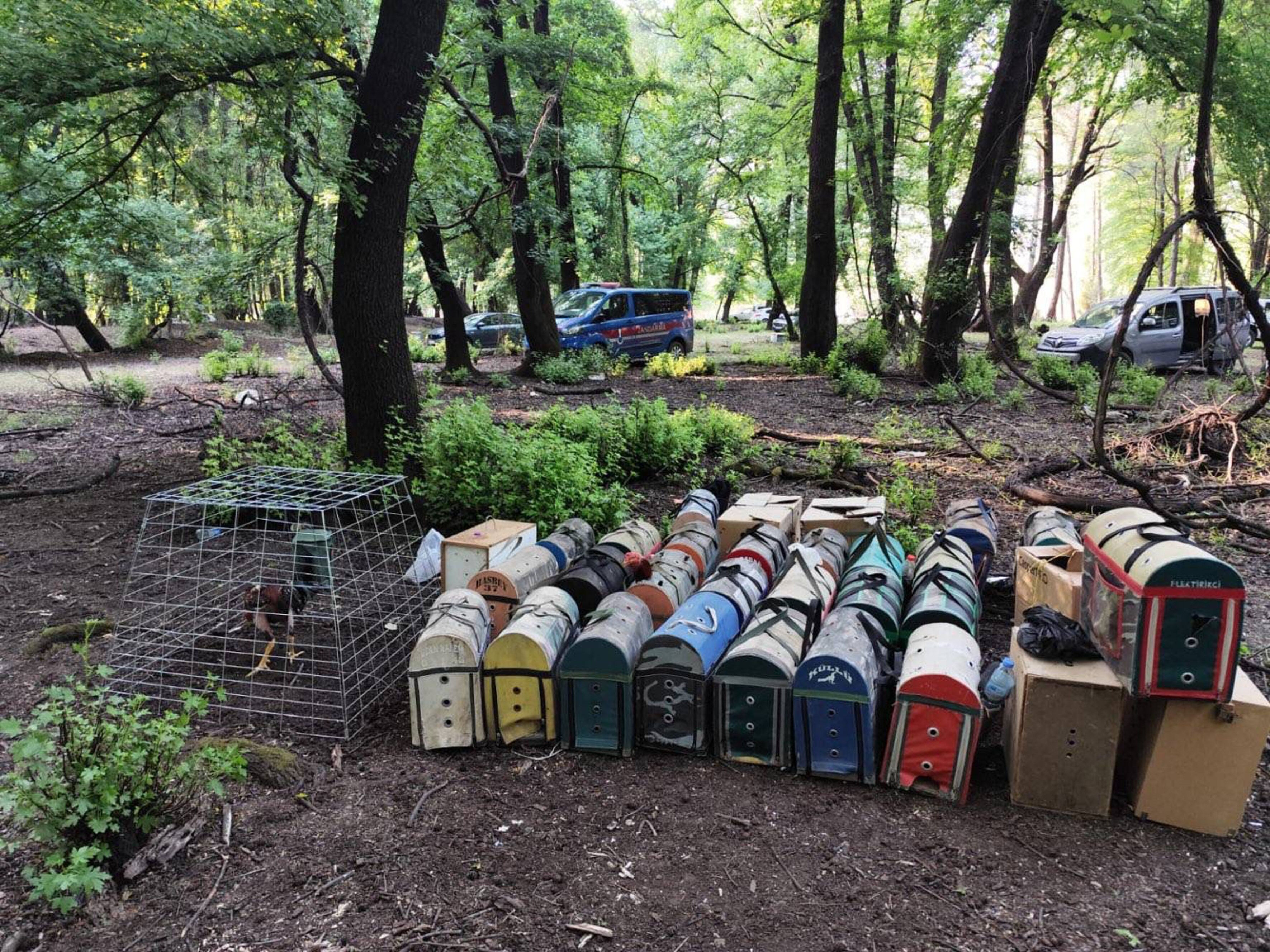 Hayvanları koruma derneği başkanıydı! Horoz dövüştürürken suçüstü basıldı - 1. Resim