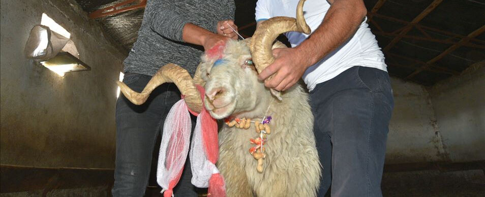 Koç katımı ne zaman yapılır? Anlamı ve denk geldiği mevsim - 1. Resim