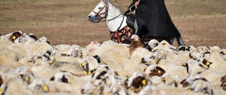 Koç katımı ne zaman yapılır? Anlamı ve denk geldiği mevsim - 2. Resim
