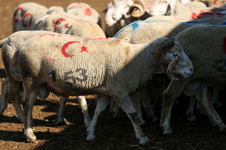 Koç katımı ne zaman yapılır? Anlamı ve denk geldiği mevsim - 3. Resim