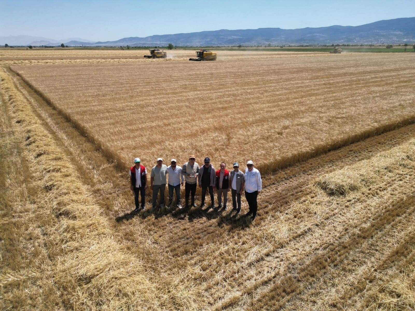 2 bin dekarlık alanda ekili! Sarı altında hasat başladı - 2. Resim