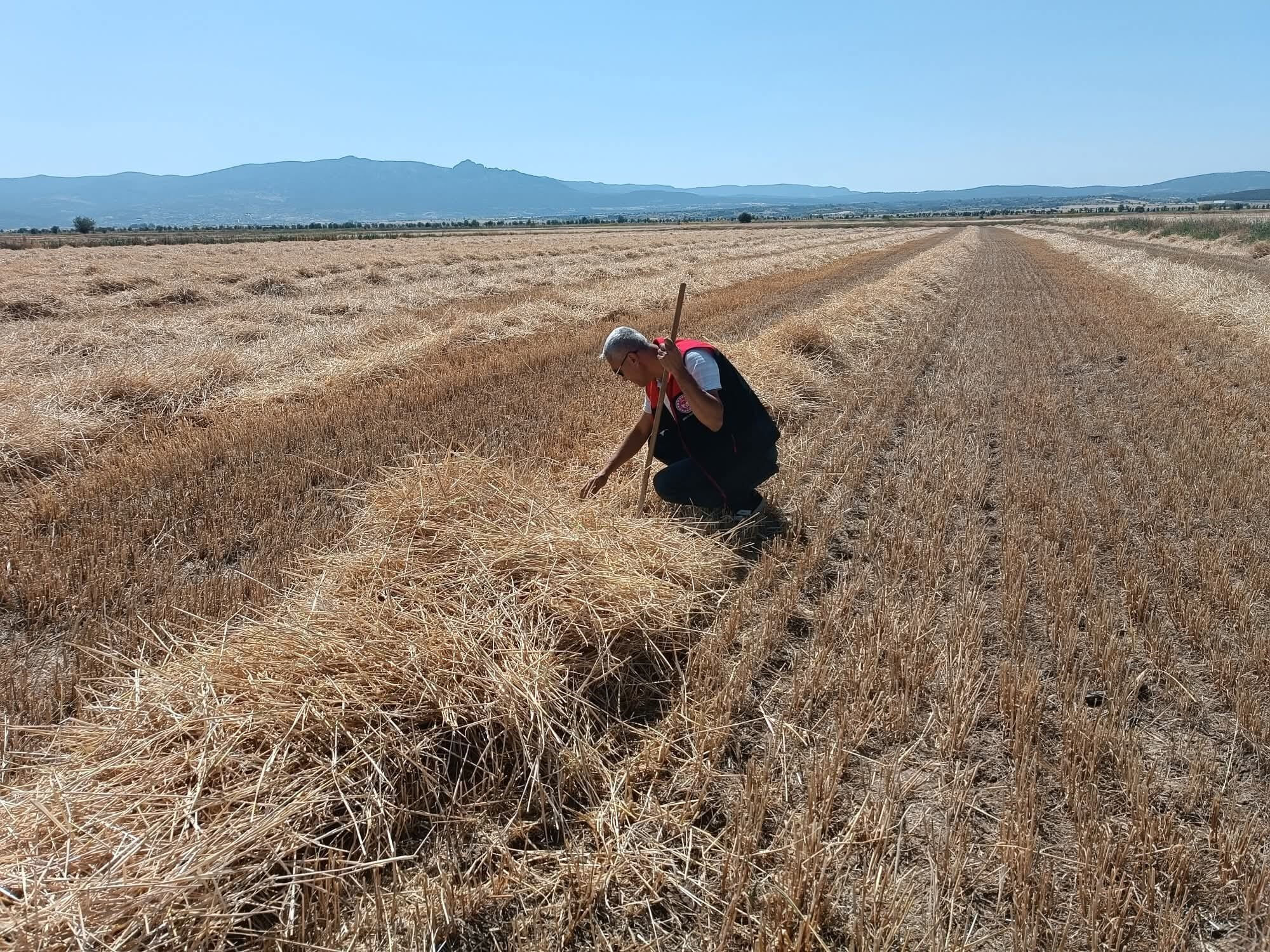 2 bin dekarlık alanda ekili! Sarı altında hasat başladı - 1. Resim
