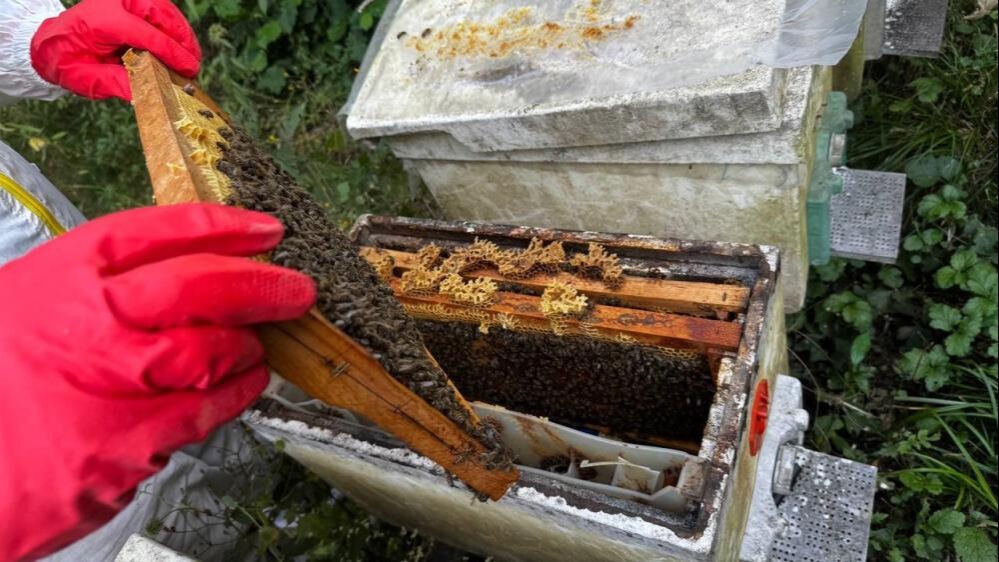 Bu işe dede nasihatiyle başladı! Kilosunu 2500 liradan satıyor  - 4. Resim